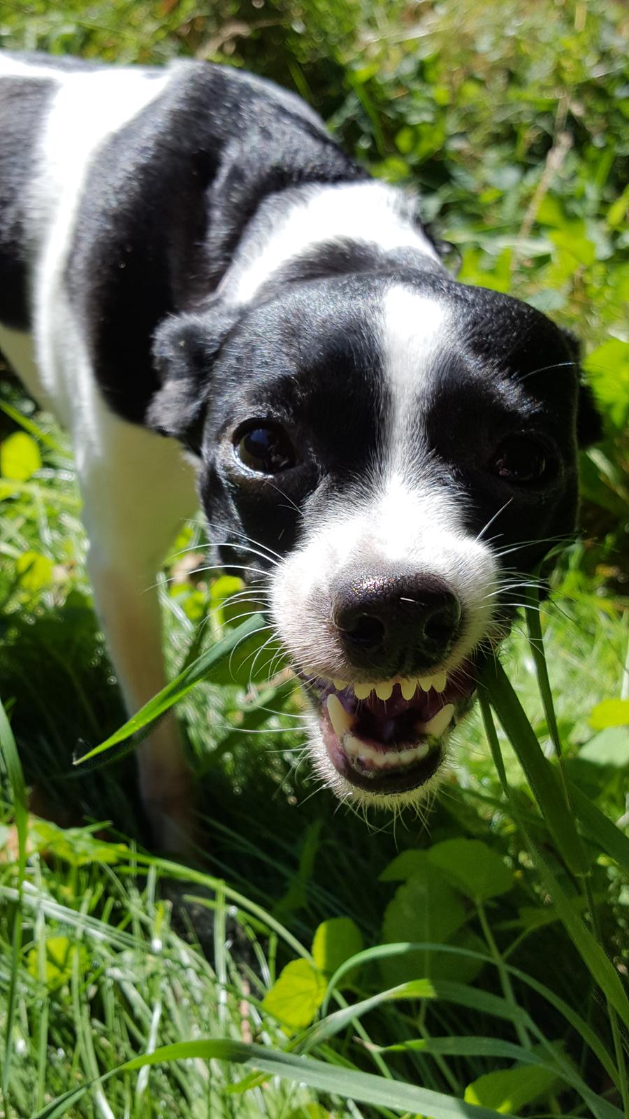 Blanding af racer Cille billede 30