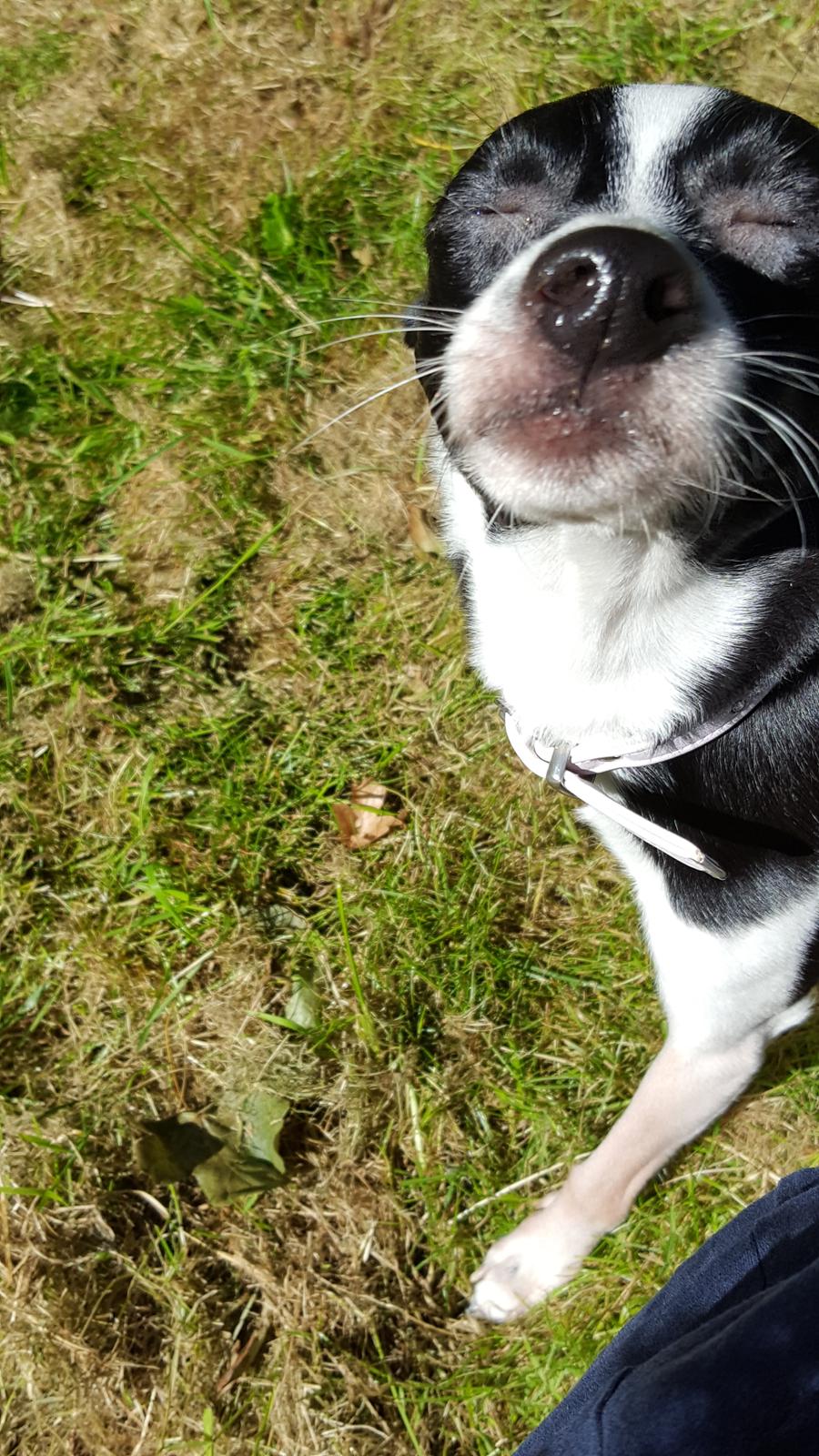 Blanding af racer Cille billede 31