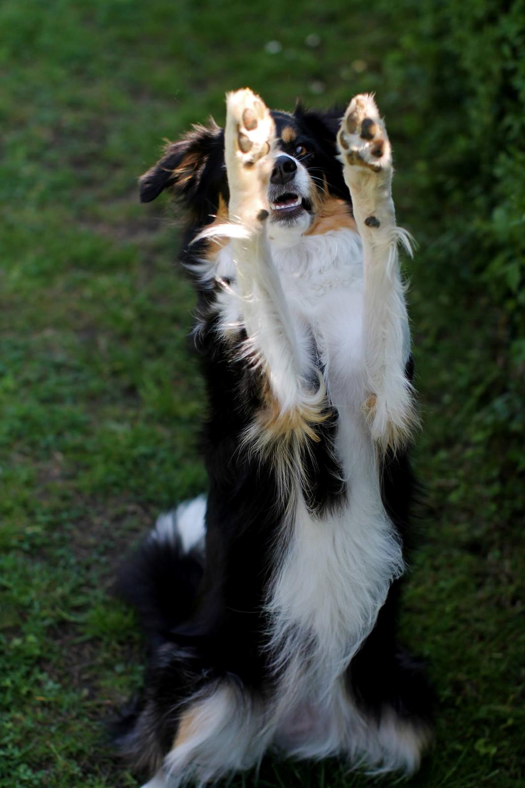 Border collie Onlystar's I Love You Rebel [Bella] billede 22