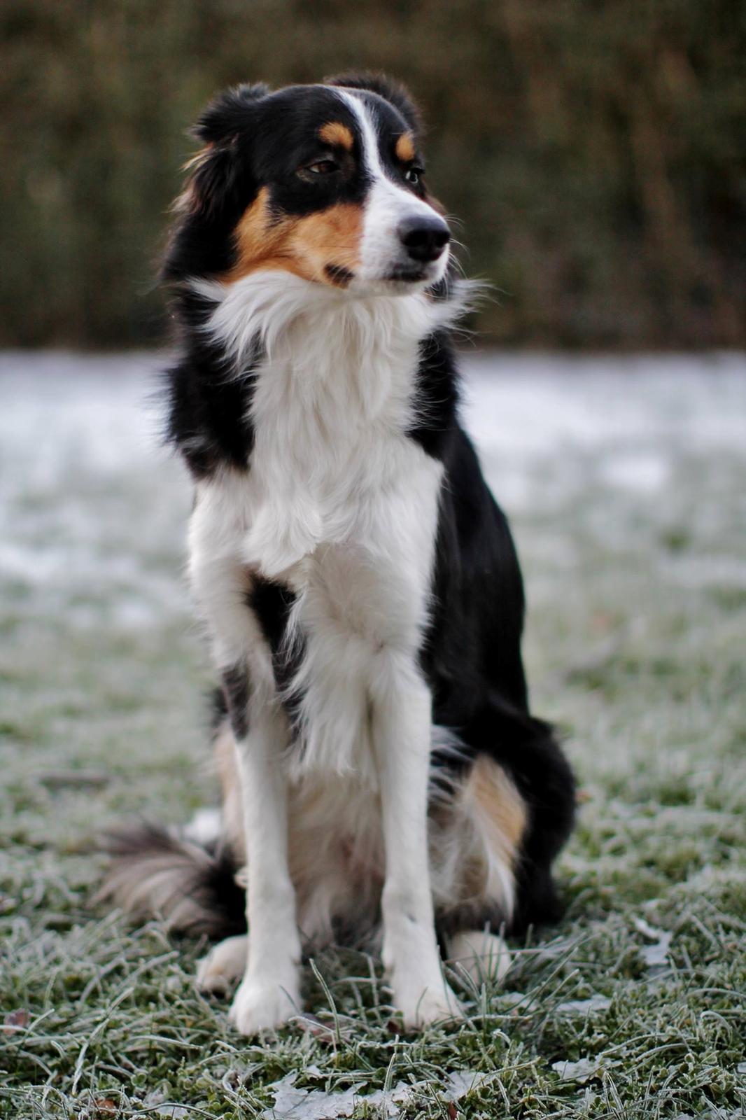 Border collie Onlystar's I Love You Rebel [Bella] billede 21