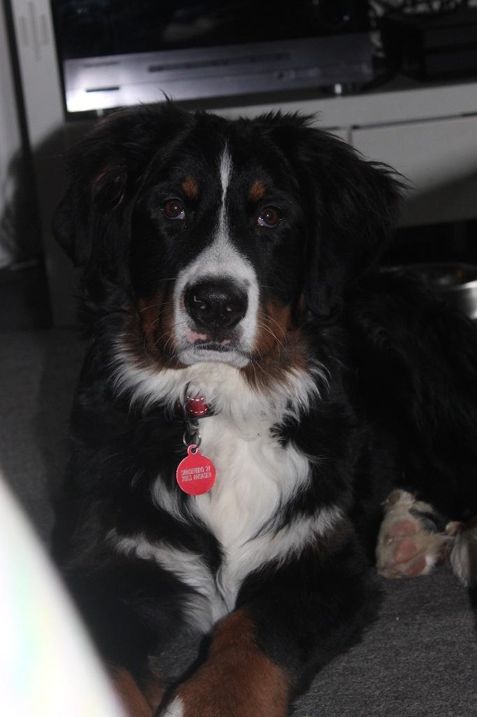 Berner sennenhund lillefix billede 15