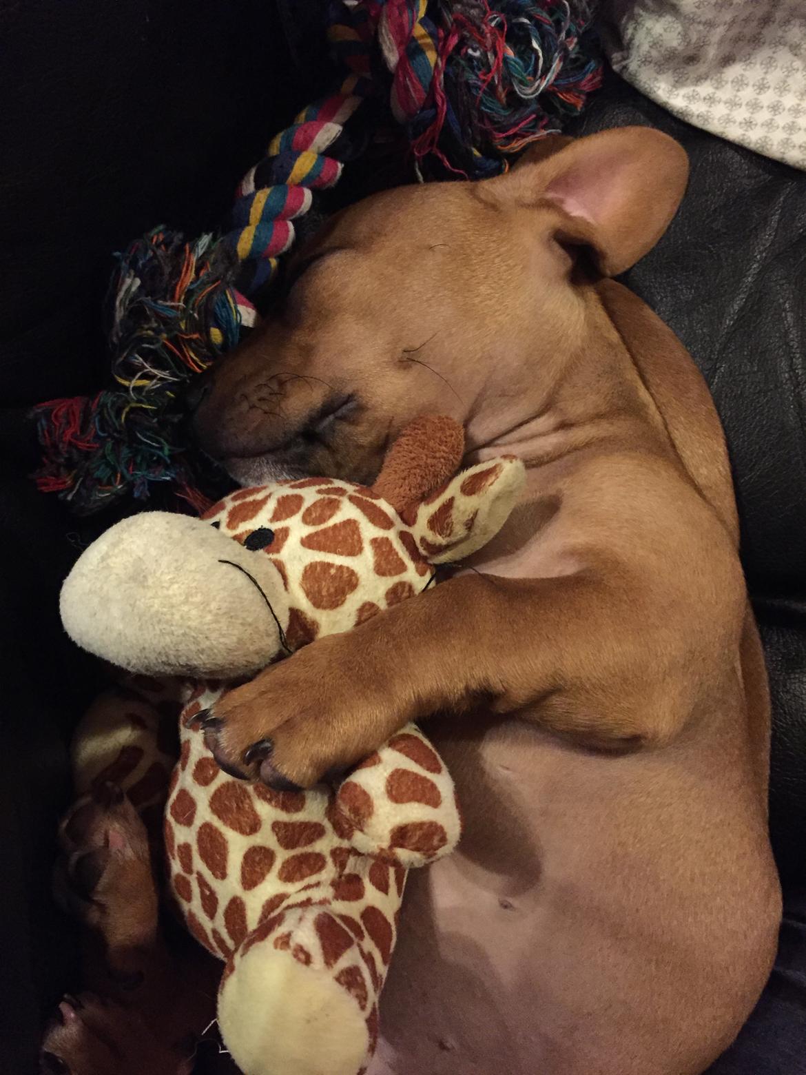 Blanding af racer Bailey billede 1