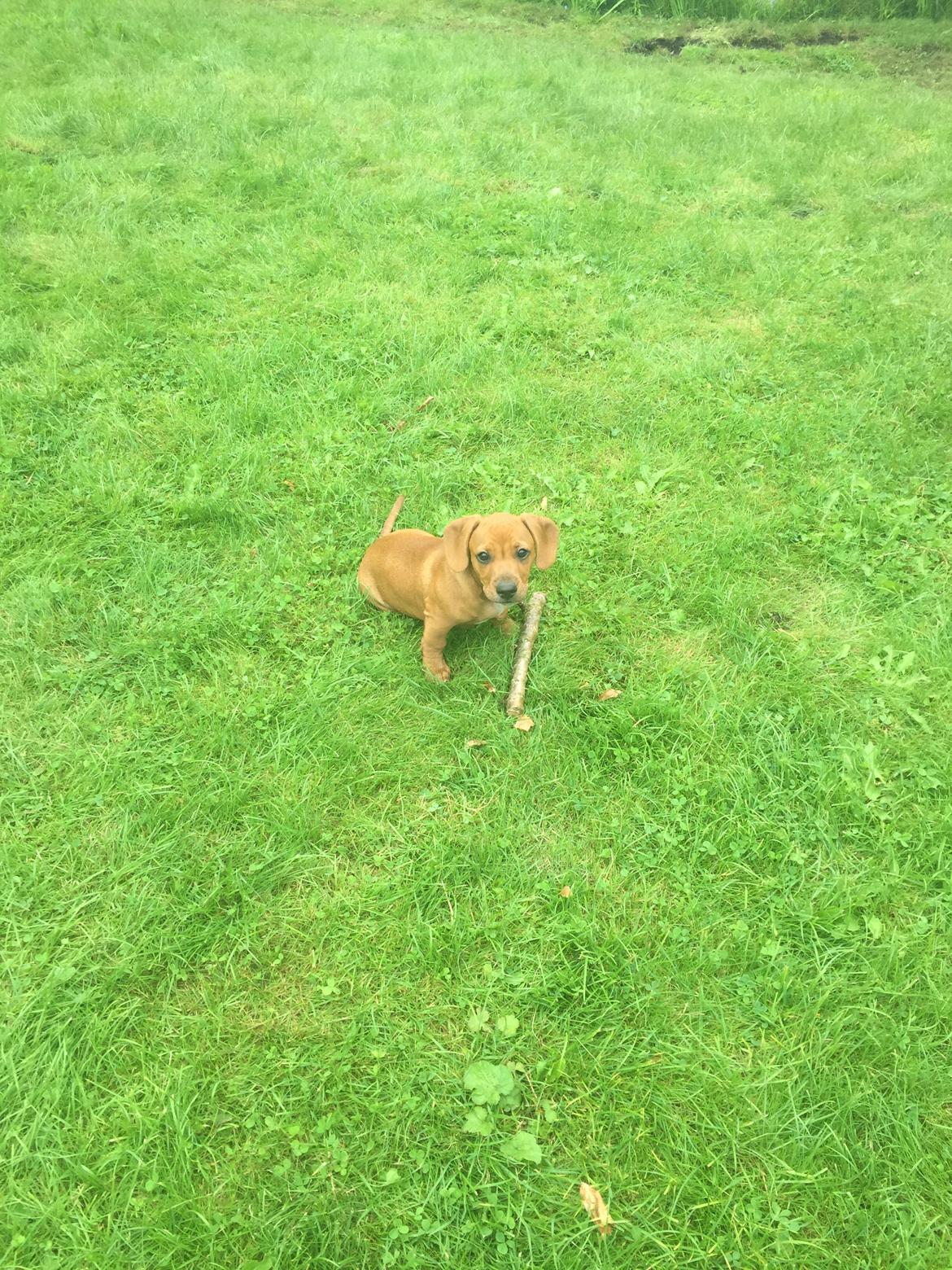 Blanding af racer Bailey billede 2