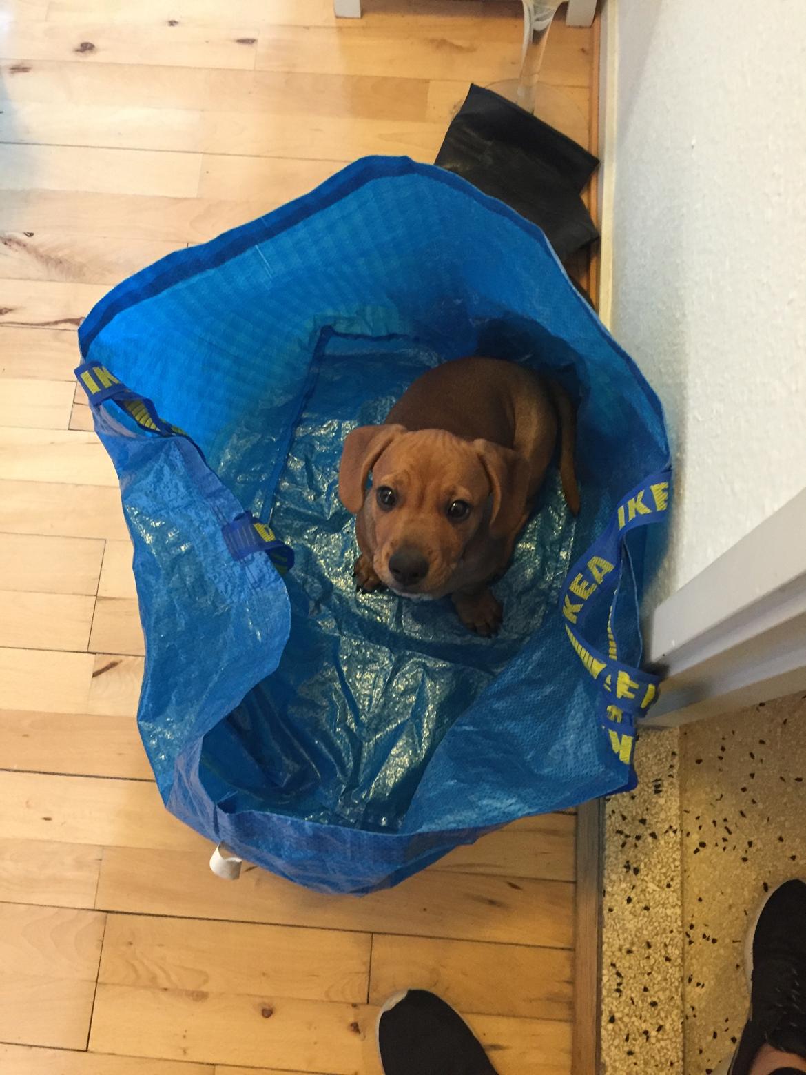 Blanding af racer Bailey billede 3