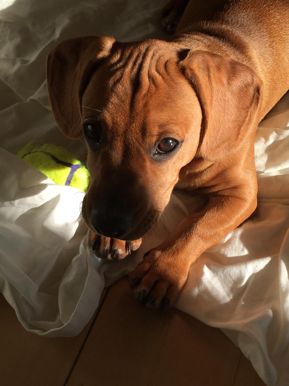 Blanding af racer Bailey billede 4