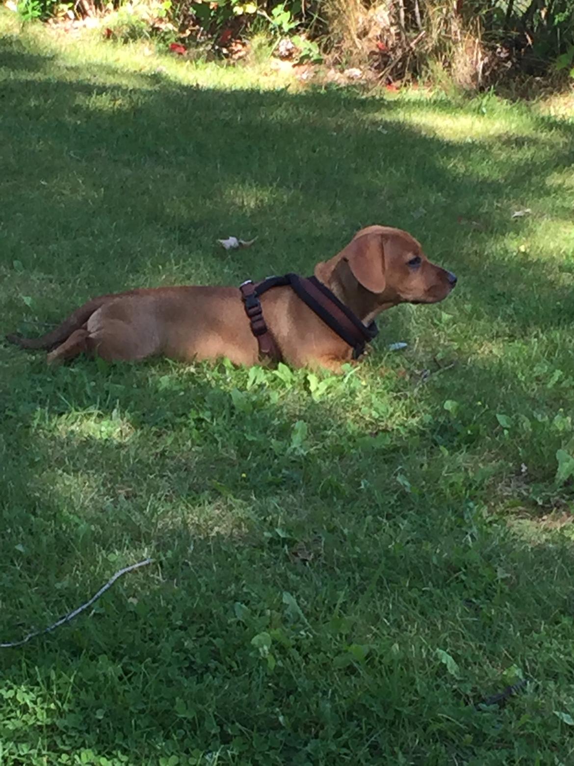 Blanding af racer Bailey billede 6