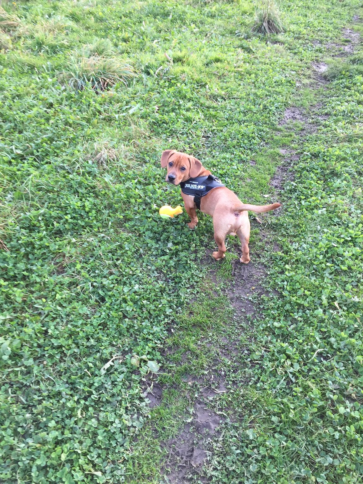 Blanding af racer Bailey billede 9