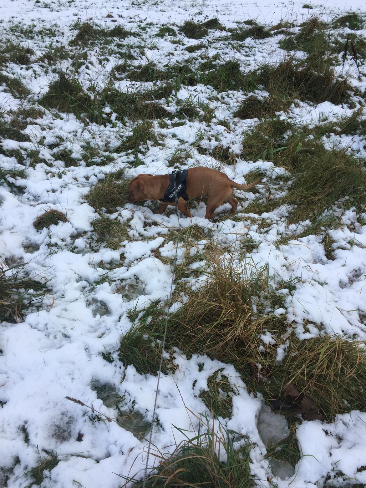 Blanding af racer Bailey billede 10