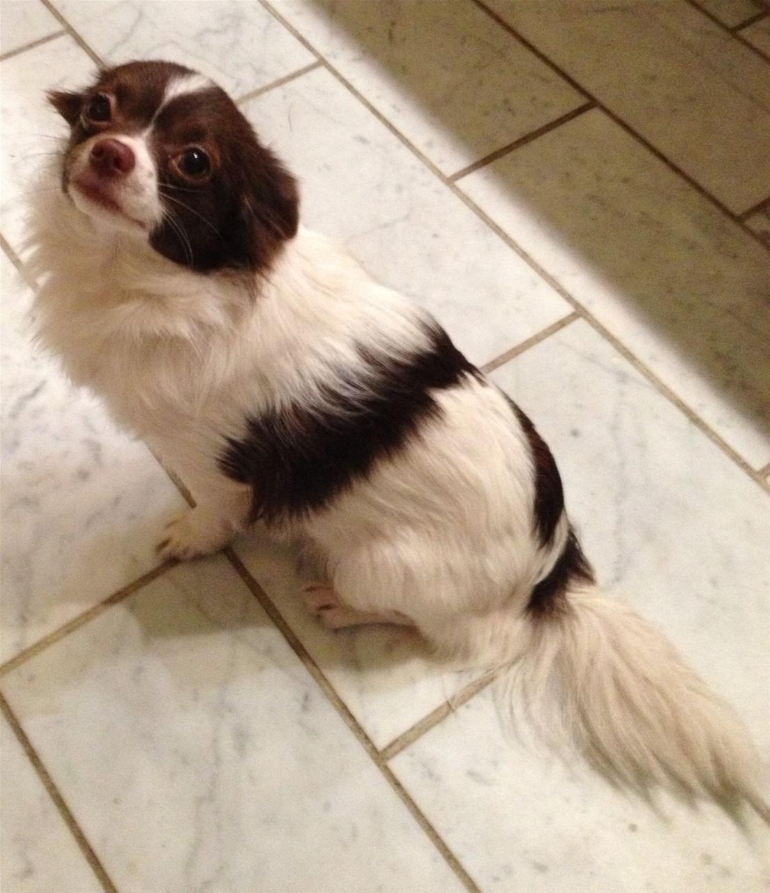 Chihuahua Malou billede 6