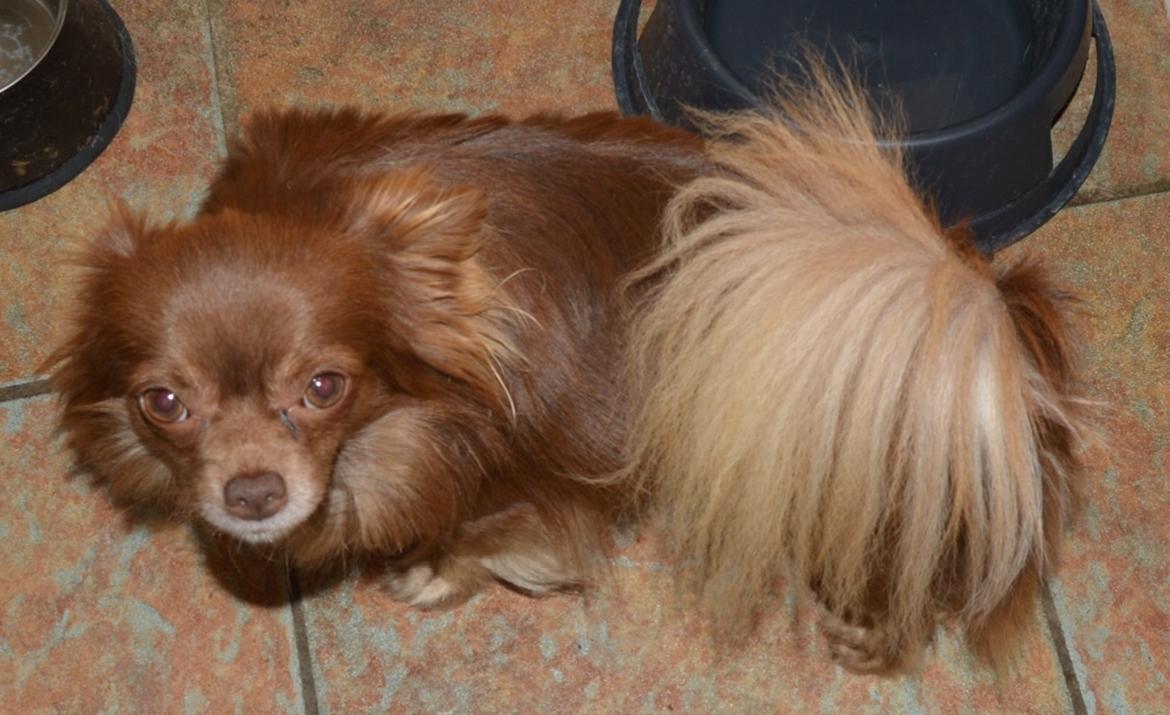 Chihuahua Madsen billede 1