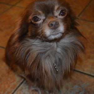 Chihuahua Madsen billede 4