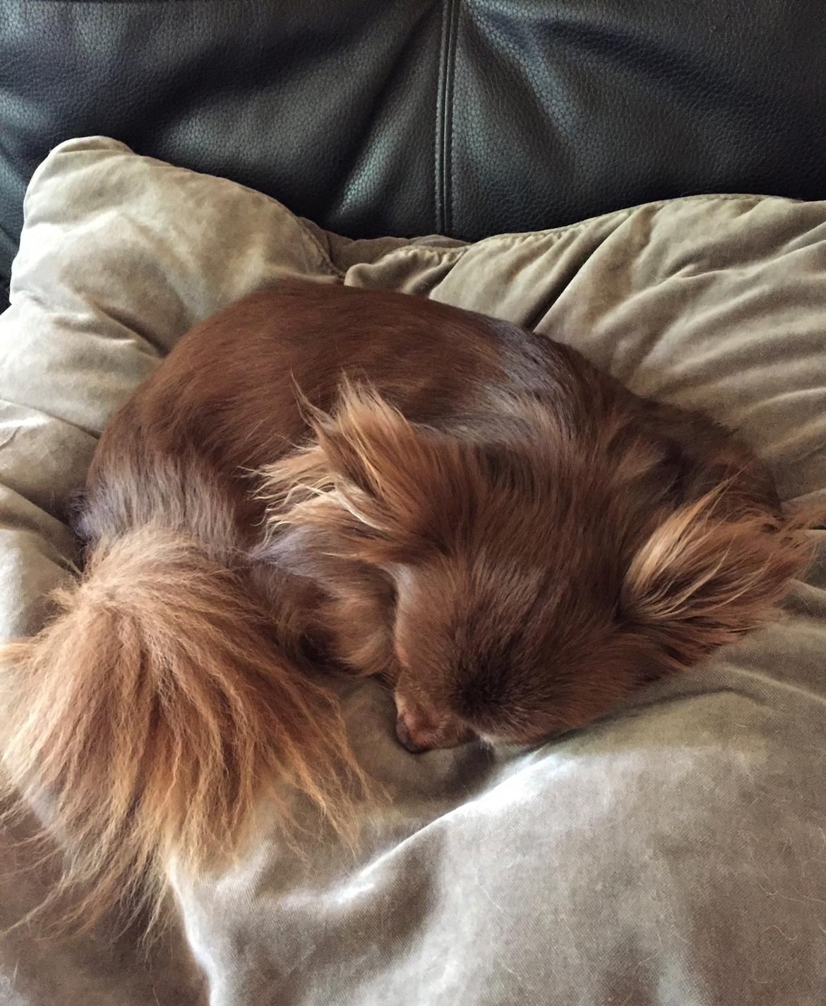 Chihuahua Madsen billede 5