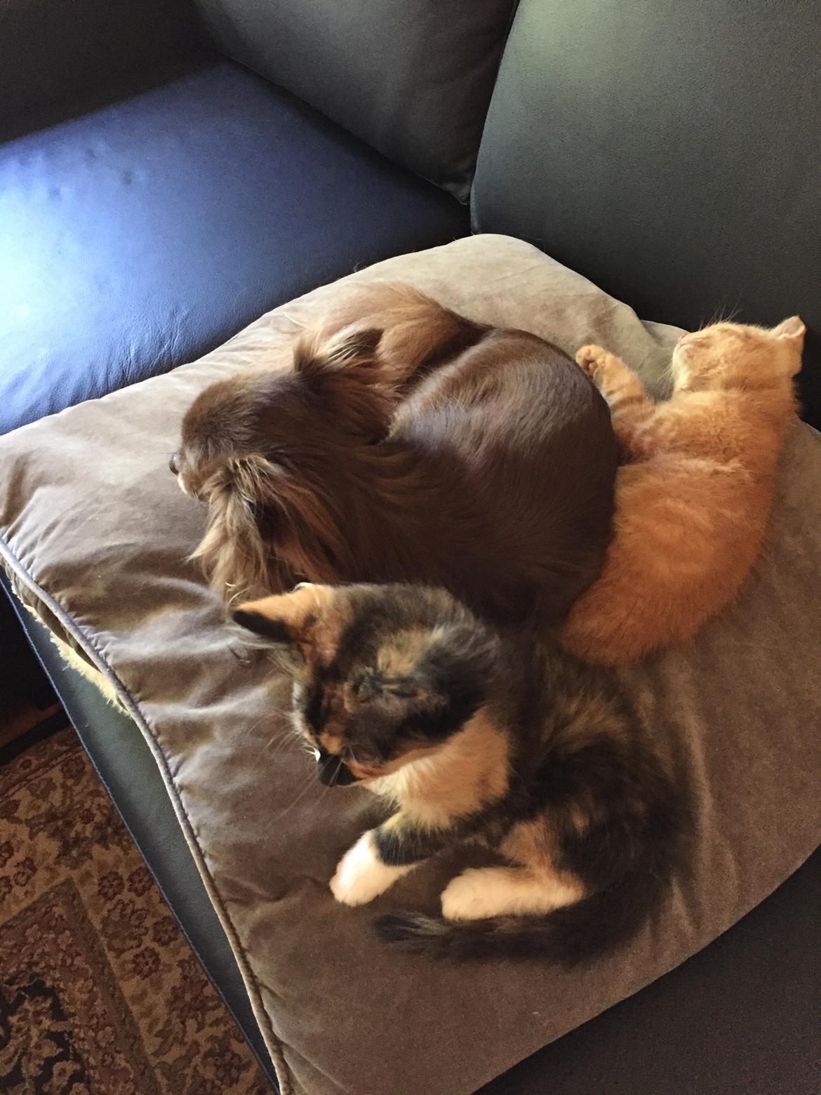 Chihuahua Madsen billede 6