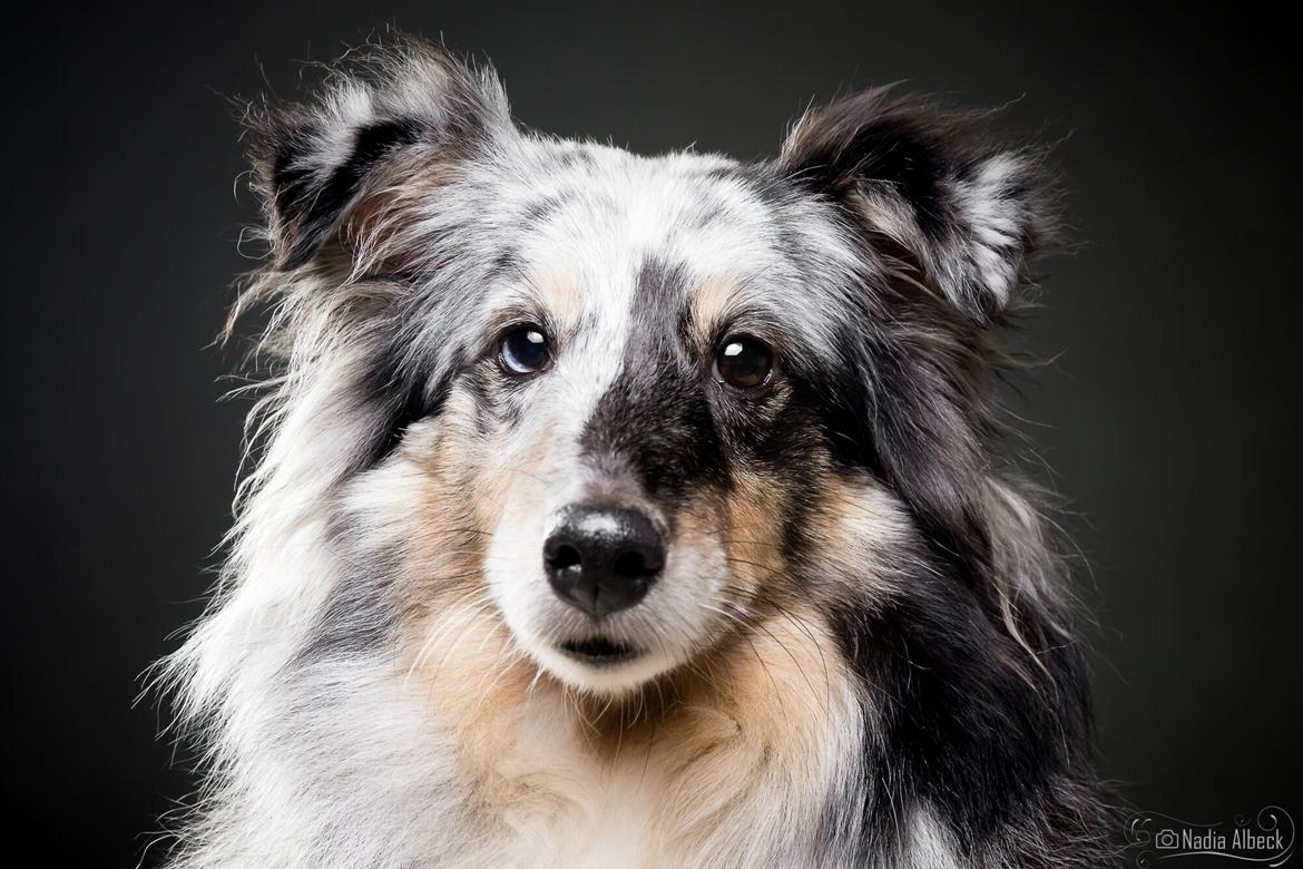 Shetland sheepdog Liva billede 1