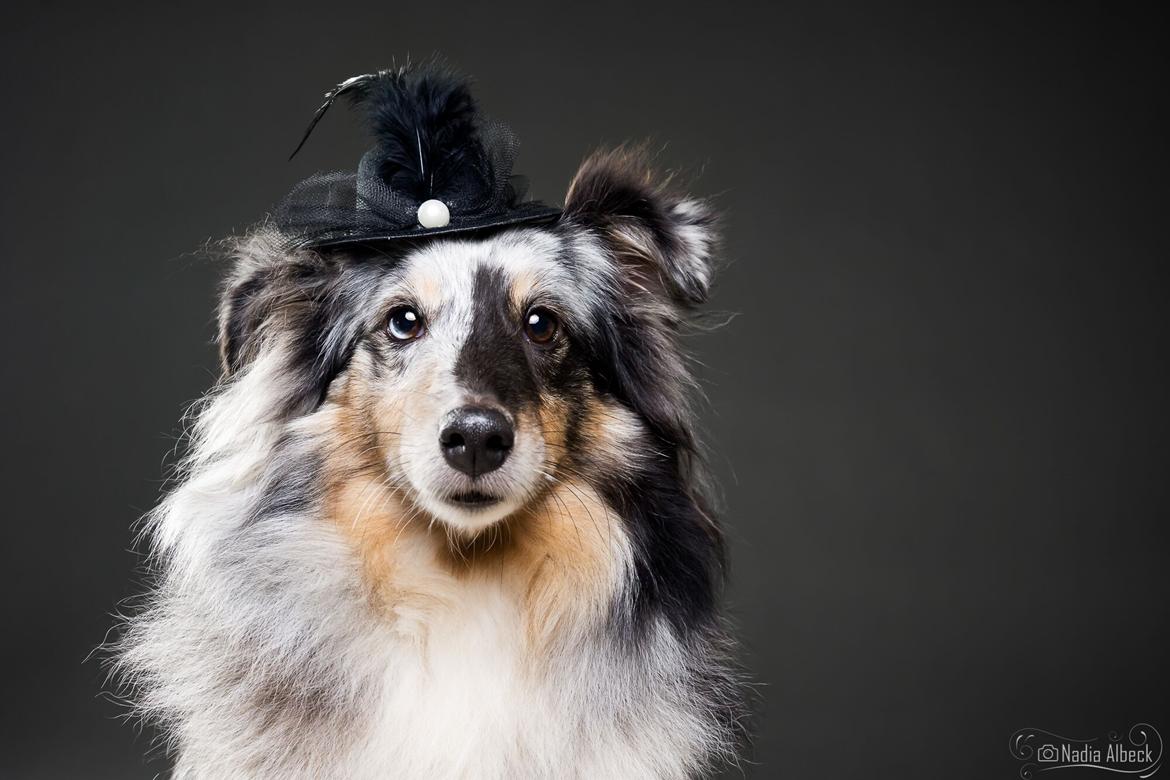 Shetland sheepdog Liva billede 2