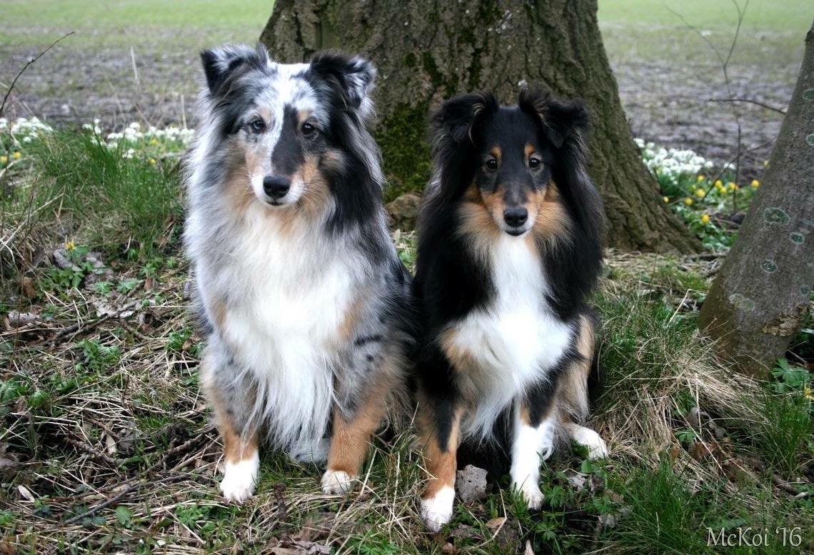 Shetland sheepdog Liva - Liva sammen med sin datter Mindy billede 4
