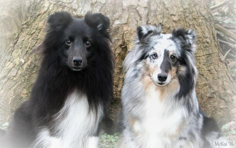 Shetland sheepdog Liva - Liva sammen med sin tidligere kæreste Joey billede 5