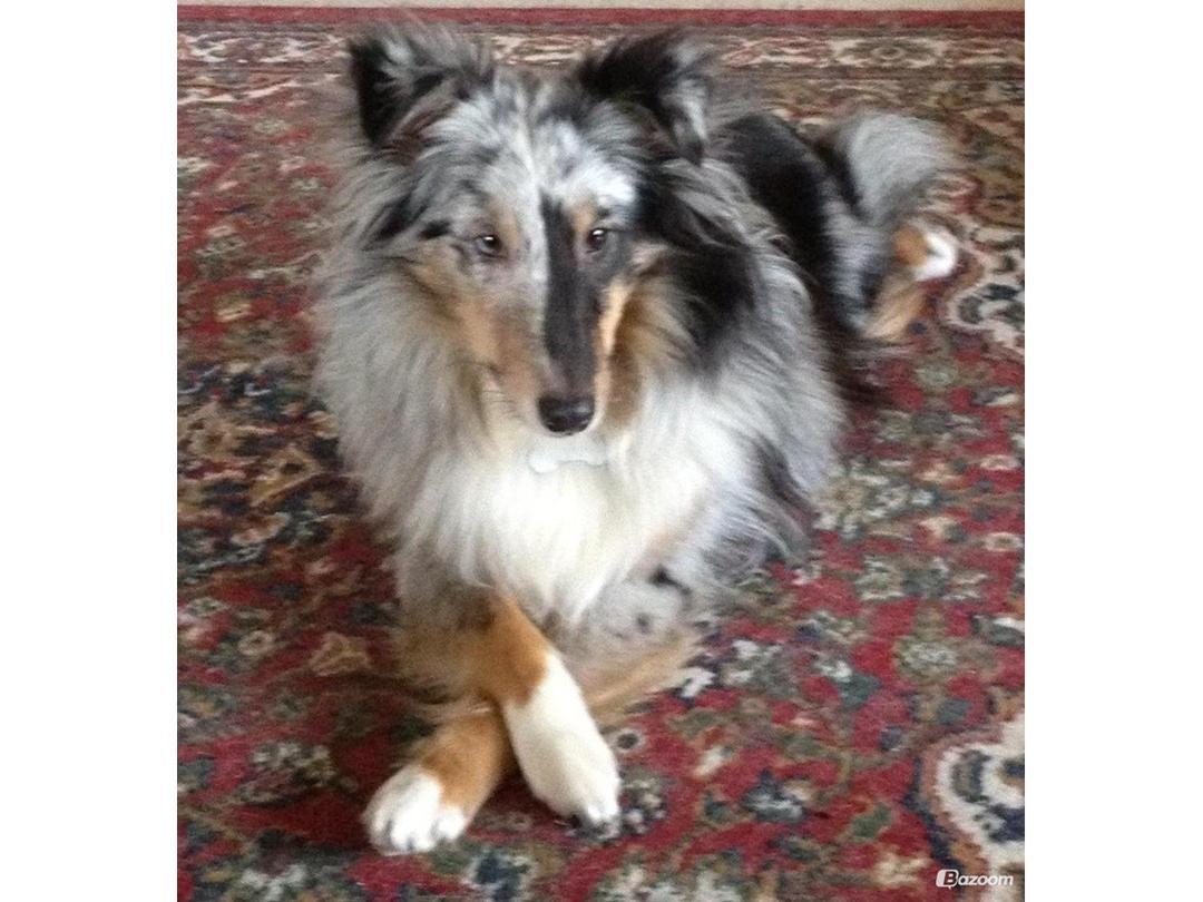 Shetland sheepdog Liva billede 6