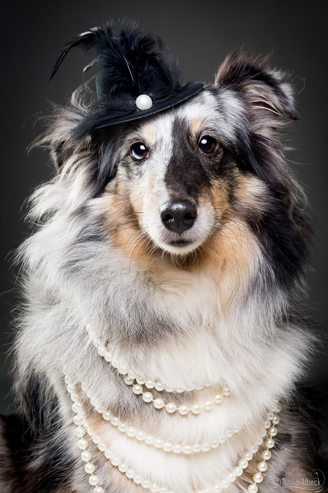 Shetland sheepdog Liva billede 3