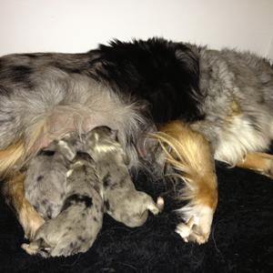 Shetland sheepdog Liva - Liva med sit første kuld hvalpe  billede 8