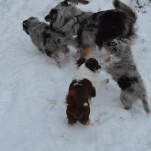 Shetland sheepdog Liva - Hygge i sneen billede 9