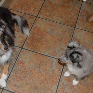 Shetland sheepdog Liva - Liva sammen med en af hendes første hvalpe billede 7