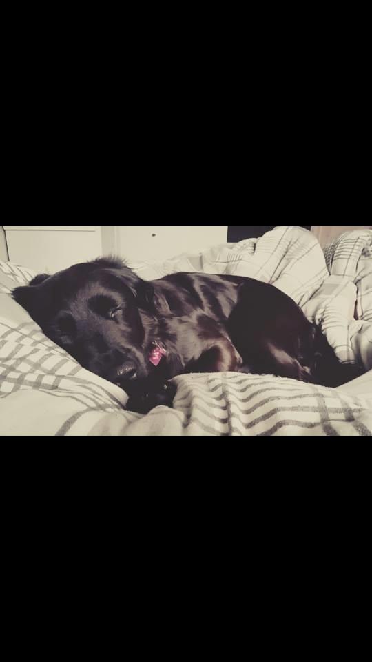 Markiesje Shedy-Lady billede 7