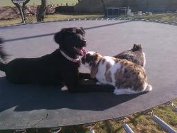 Markiesje Shedy-Lady billede 19