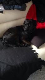 Markiesje Shedy-Lady billede 15