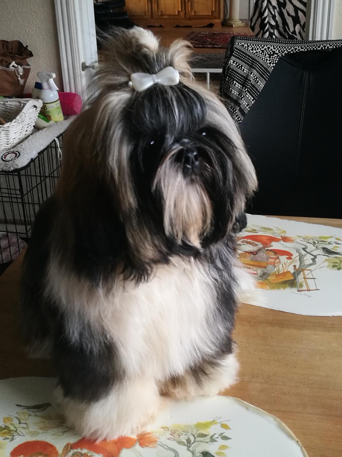 Shih tzu Perle "fra Mønsted's hunde" billede 19