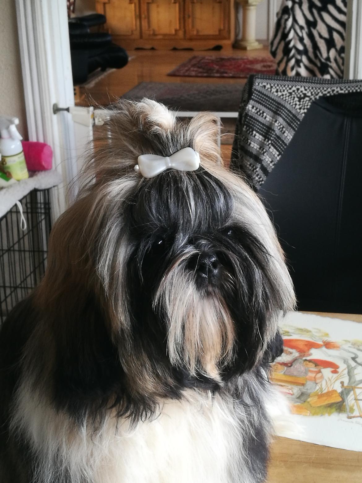 Shih tzu Perle "fra Mønsted's hunde" billede 20
