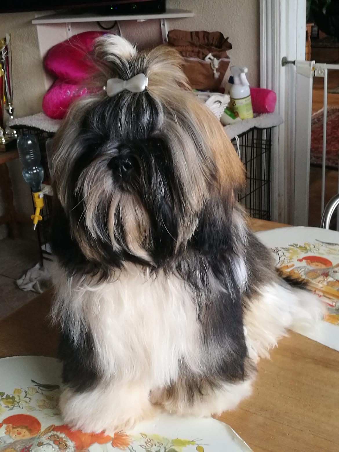 Shih tzu Perle "fra Mønsted's hunde" billede 23