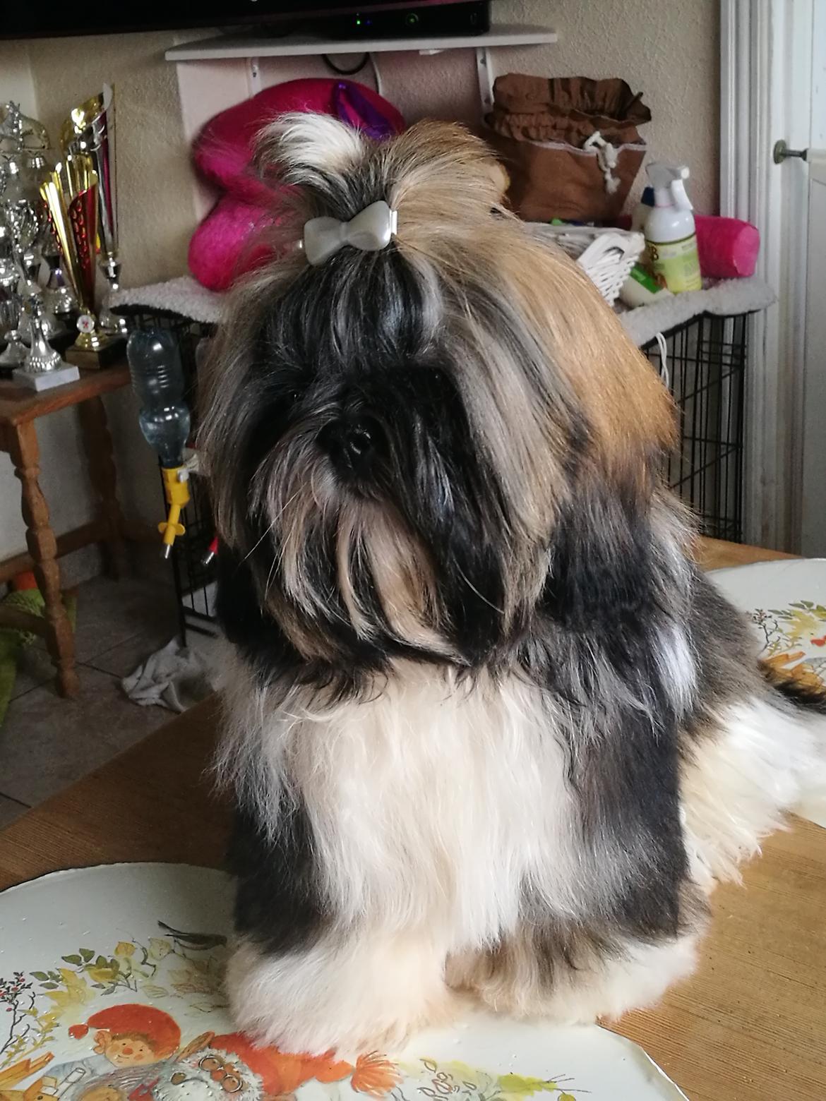Shih tzu Perle "fra Mønsted's hunde" billede 24