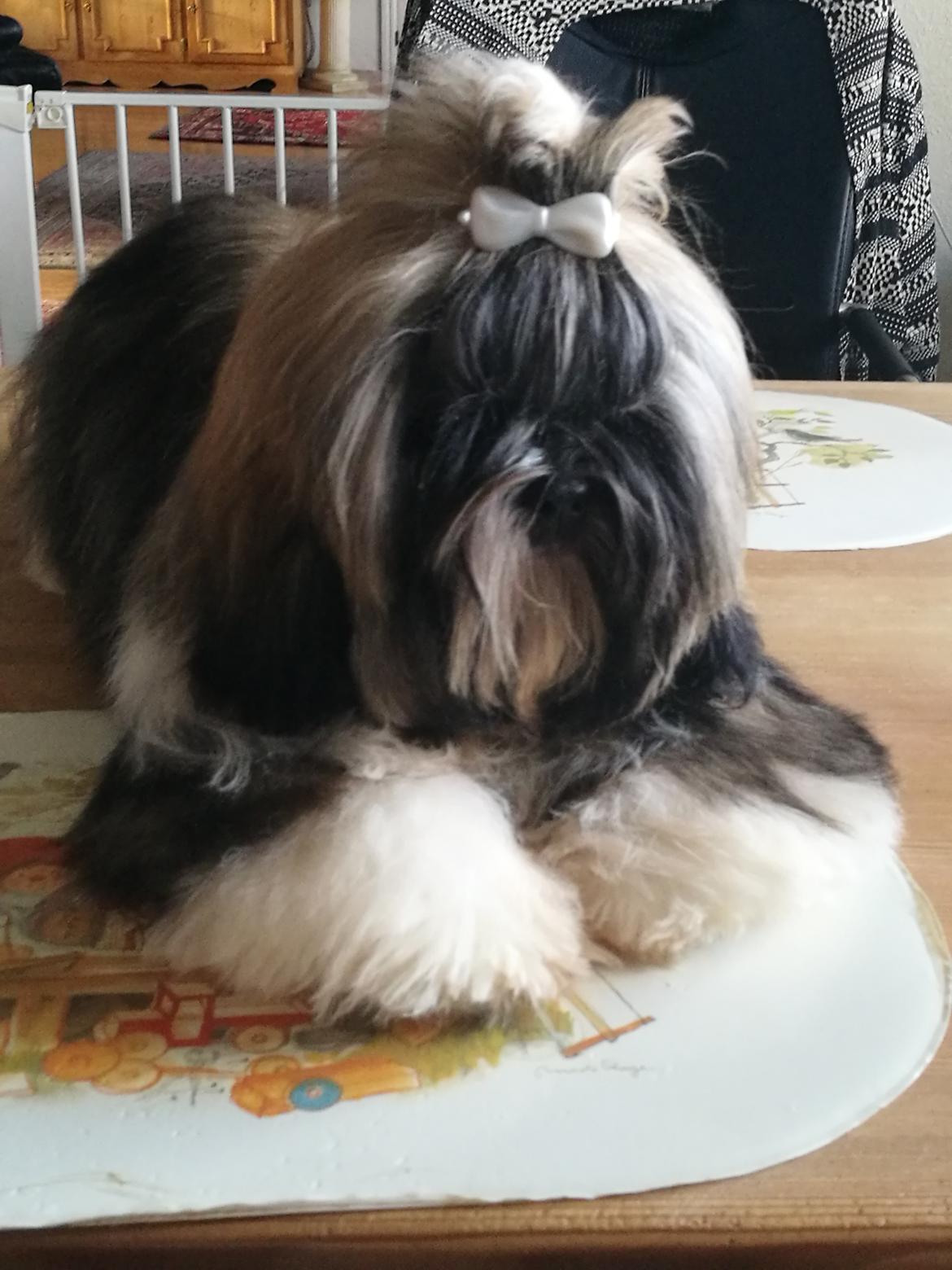 Shih tzu Perle "fra Mønsted's hunde" billede 27