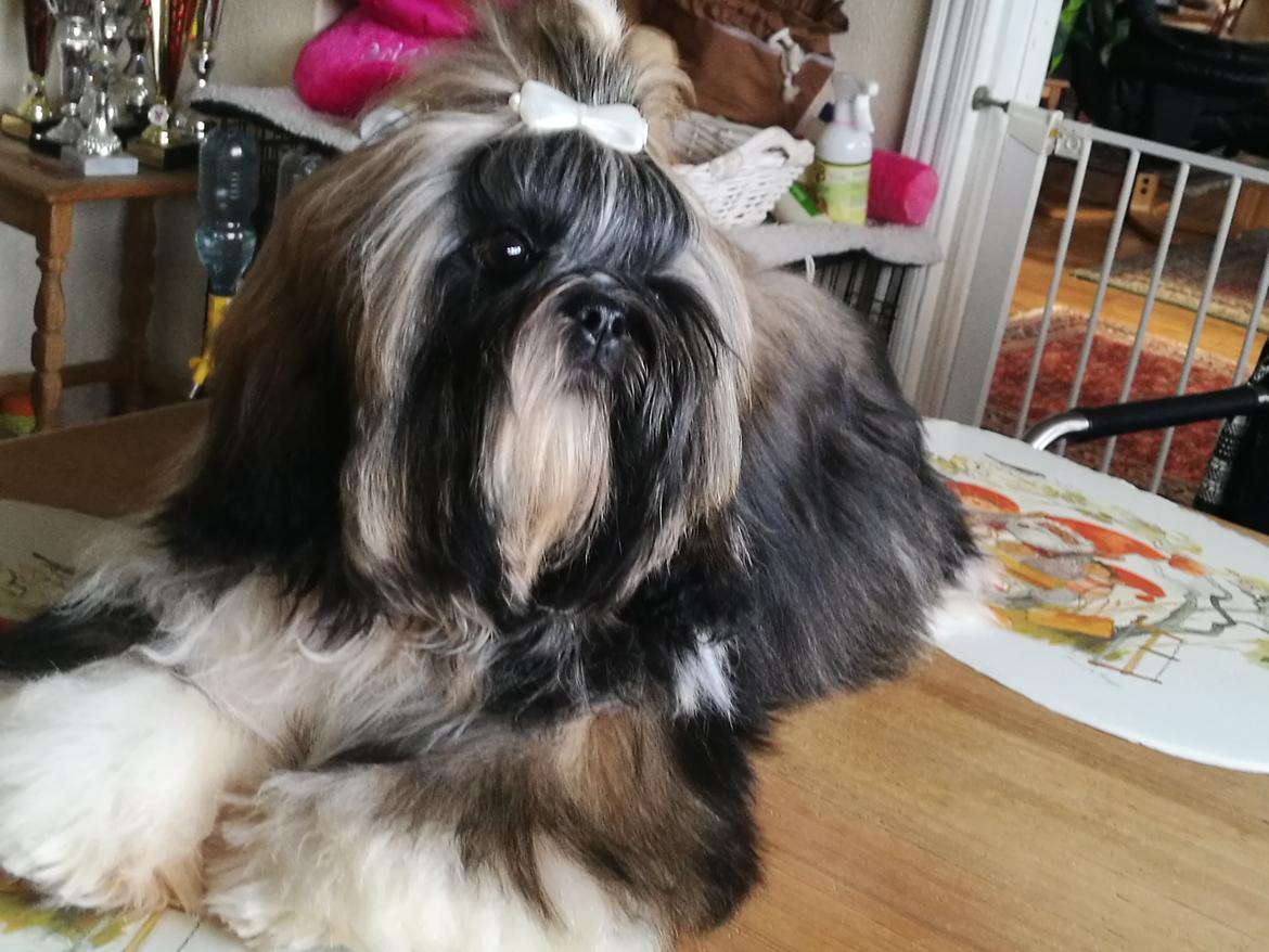 Shih tzu Perle "fra Mønsted's hunde" billede 28