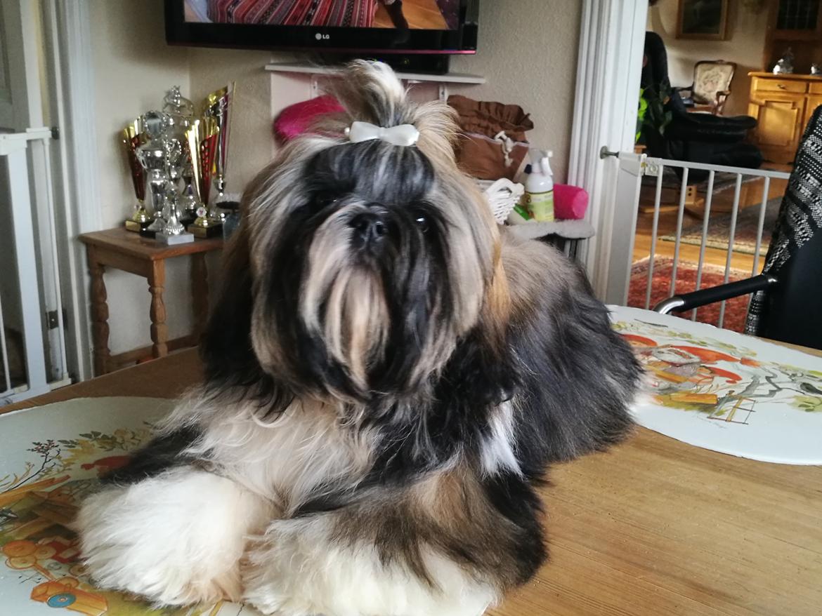 Shih tzu Perle "fra Mønsted's hunde" billede 31
