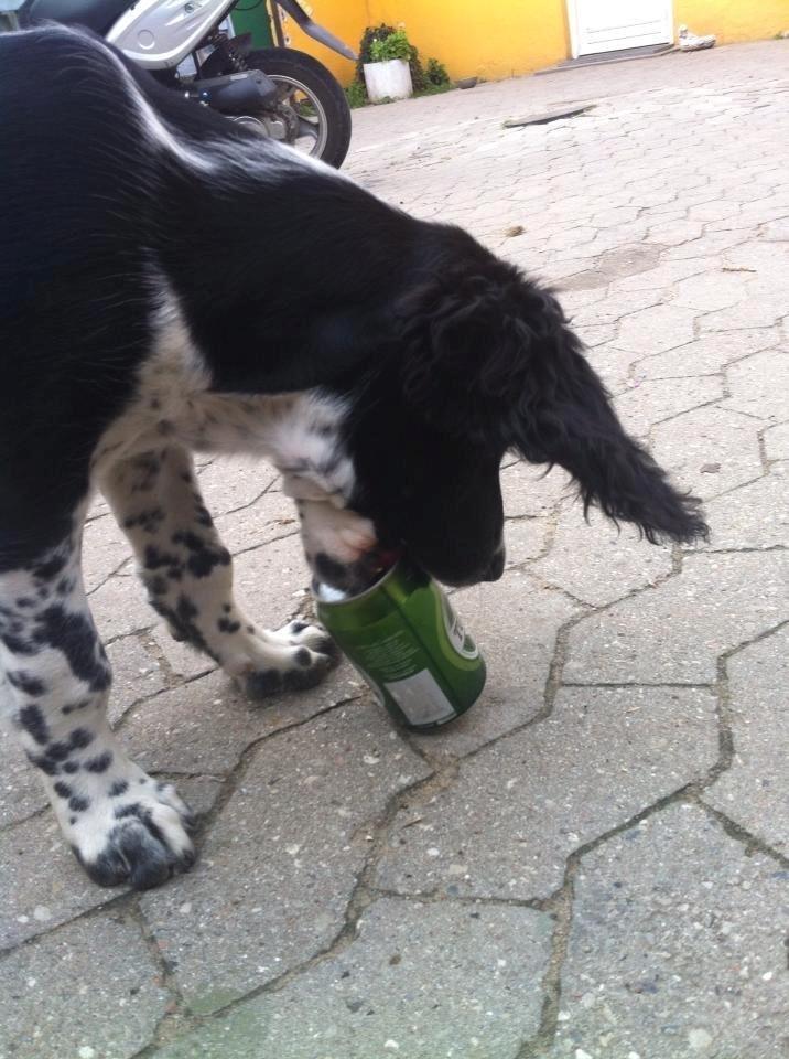 Engelsk springer spaniel Malthe  billede 34