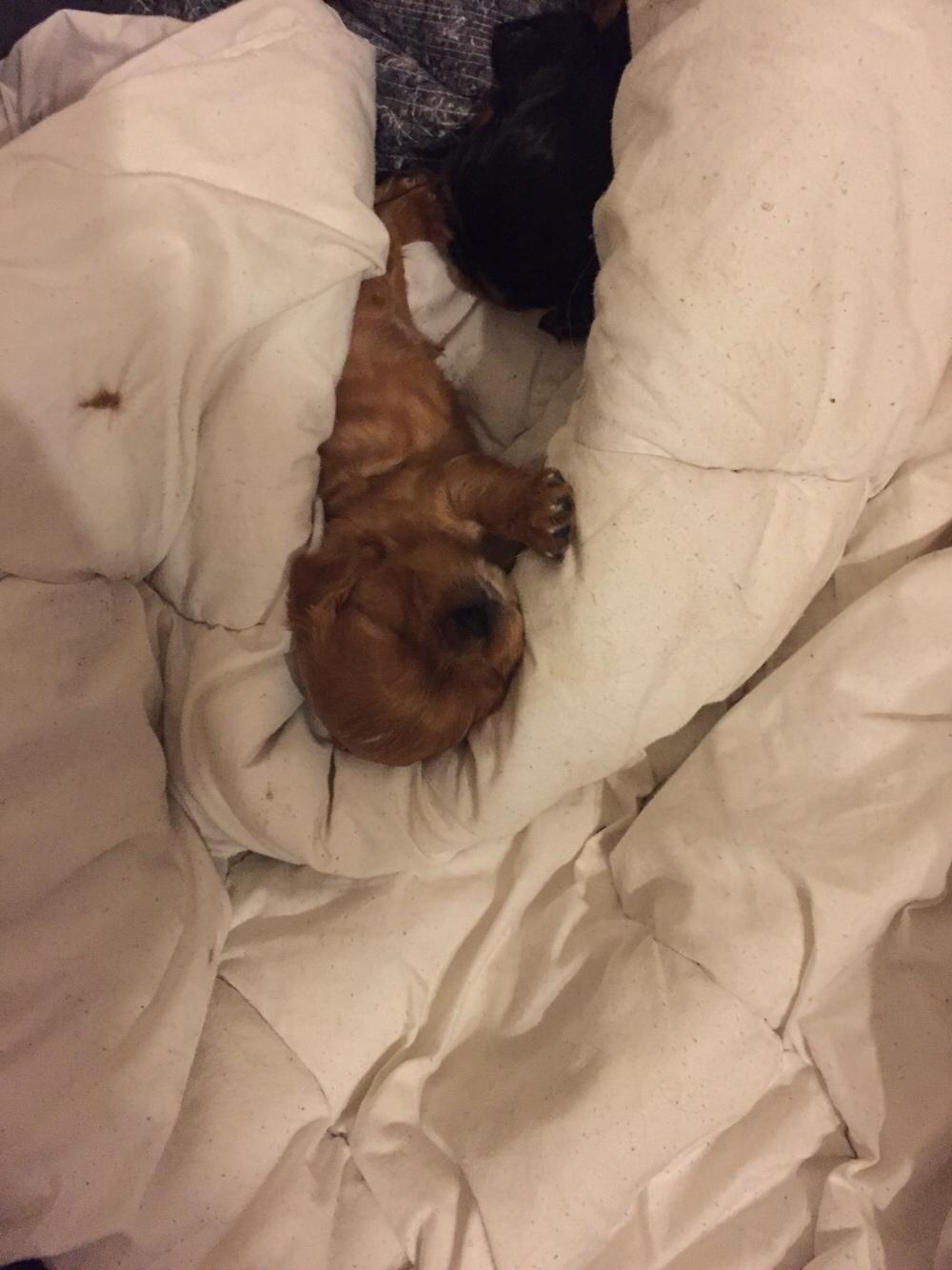 Cavalier king charles spaniel Baby billede 3