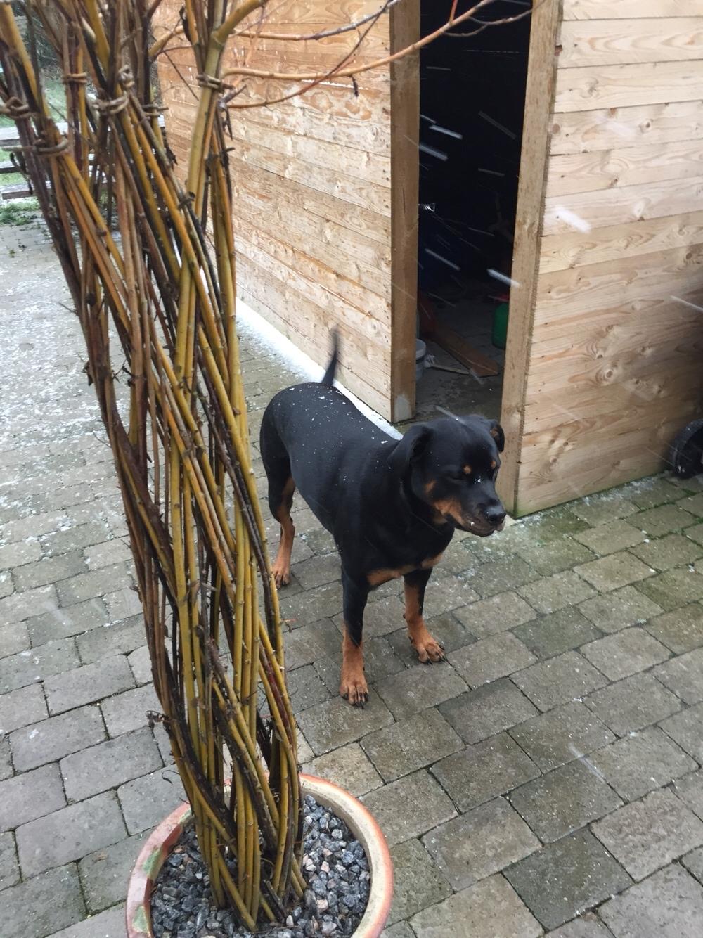 Rottweiler Malli billede 20