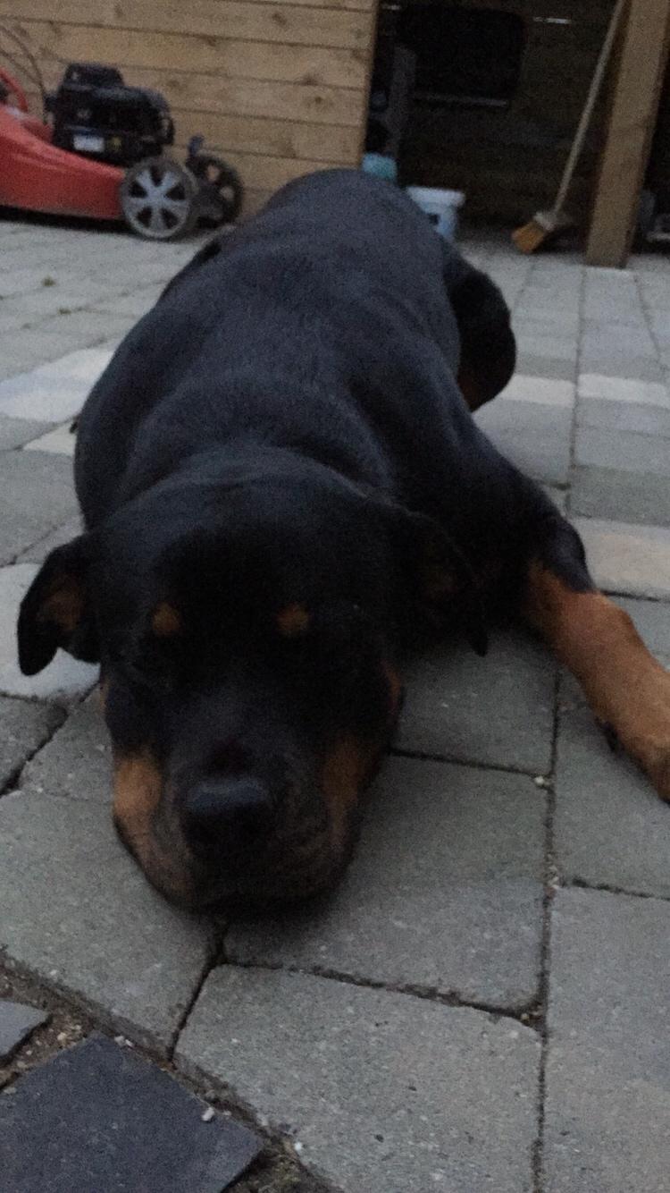 Rottweiler Malli billede 22