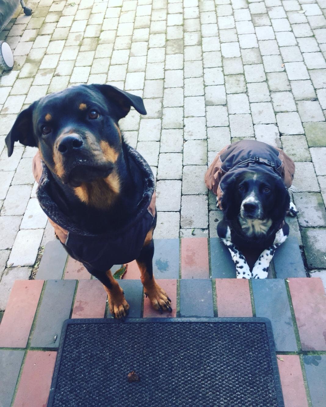 Rottweiler Malli billede 21