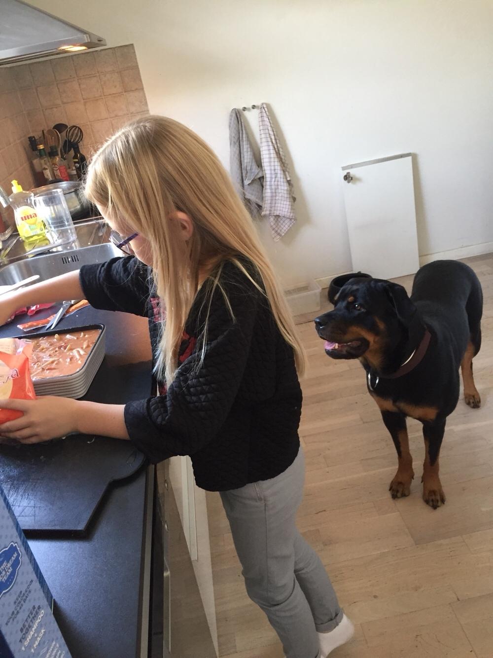 Rottweiler Malli billede 23