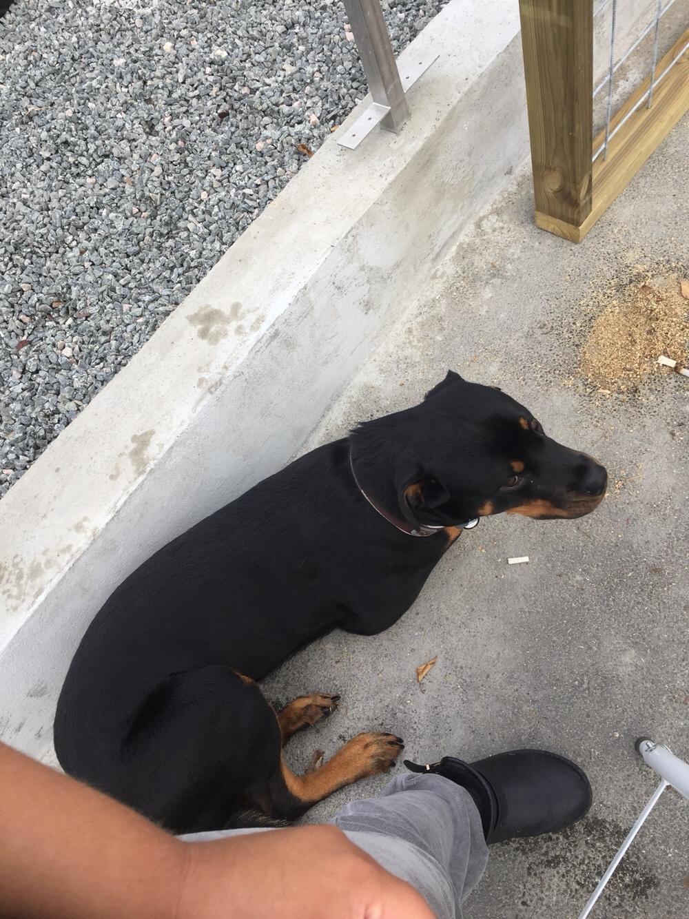 Rottweiler Malli billede 24