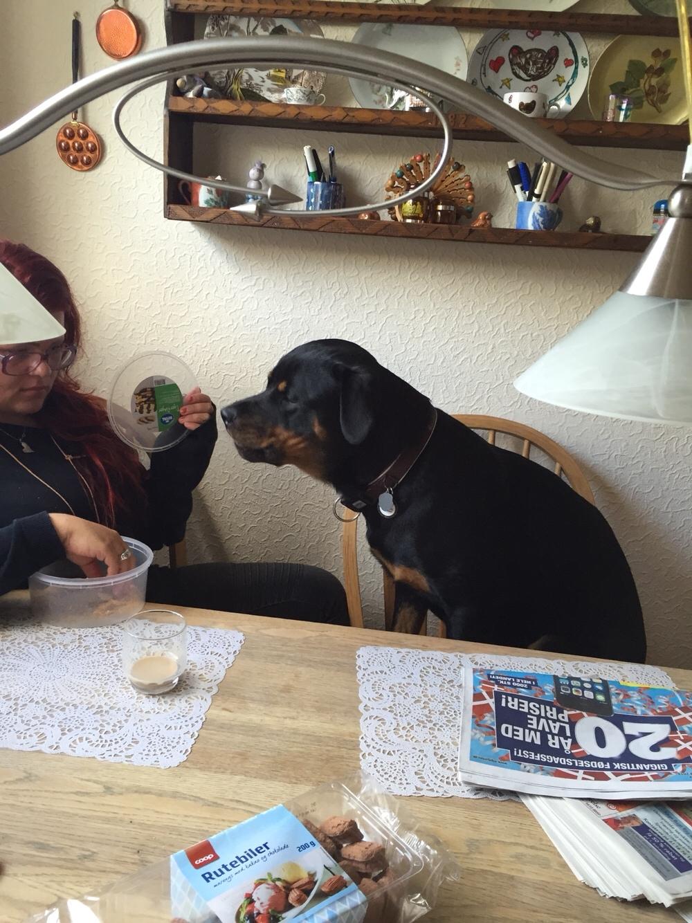 Rottweiler Malli billede 26