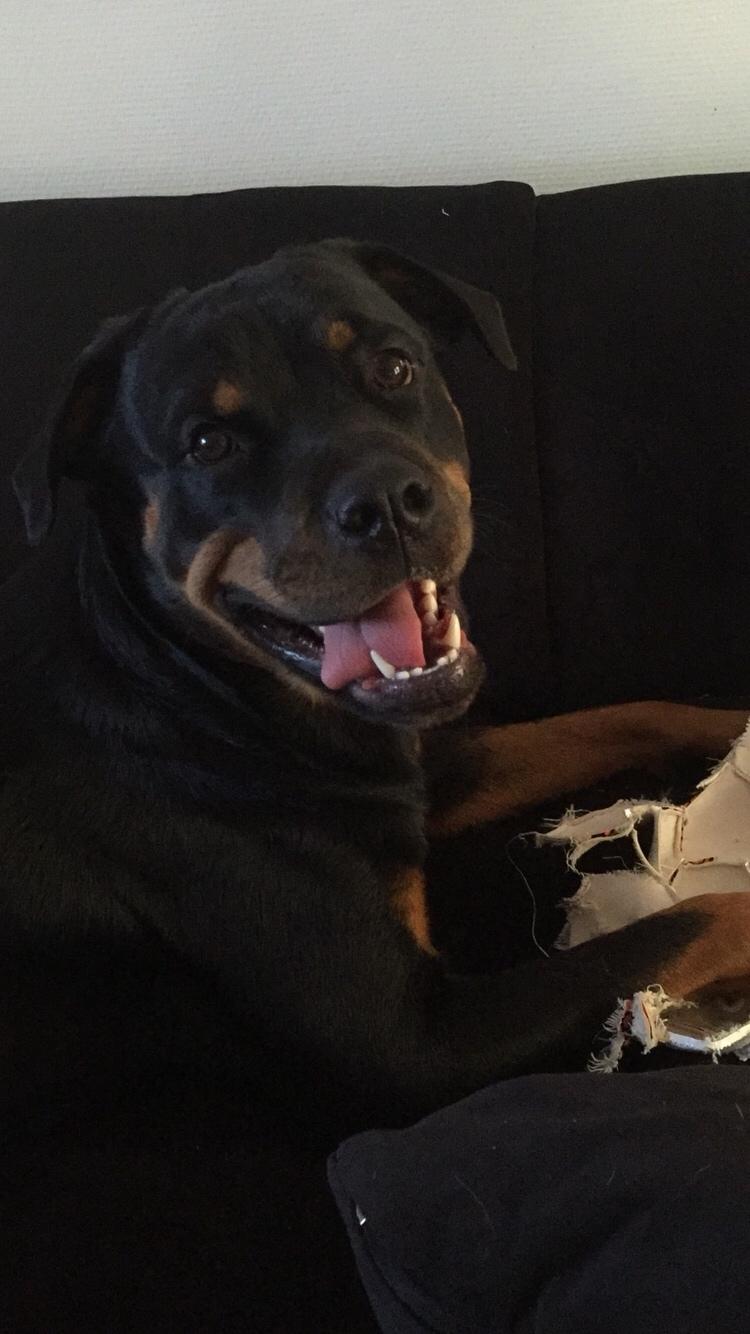 Rottweiler Malli billede 28