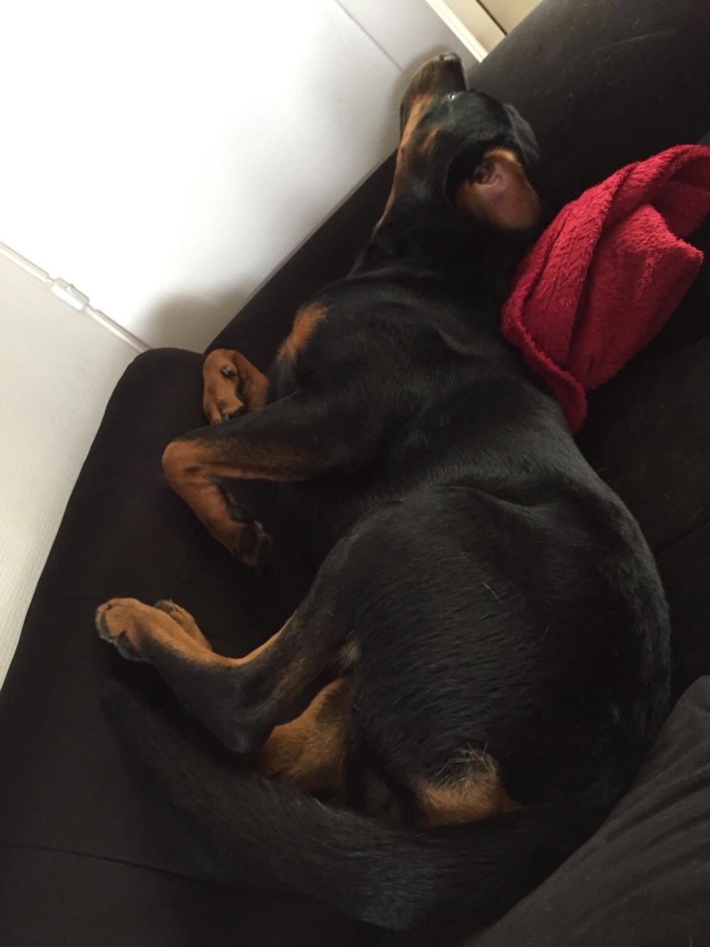 Rottweiler Malli billede 29