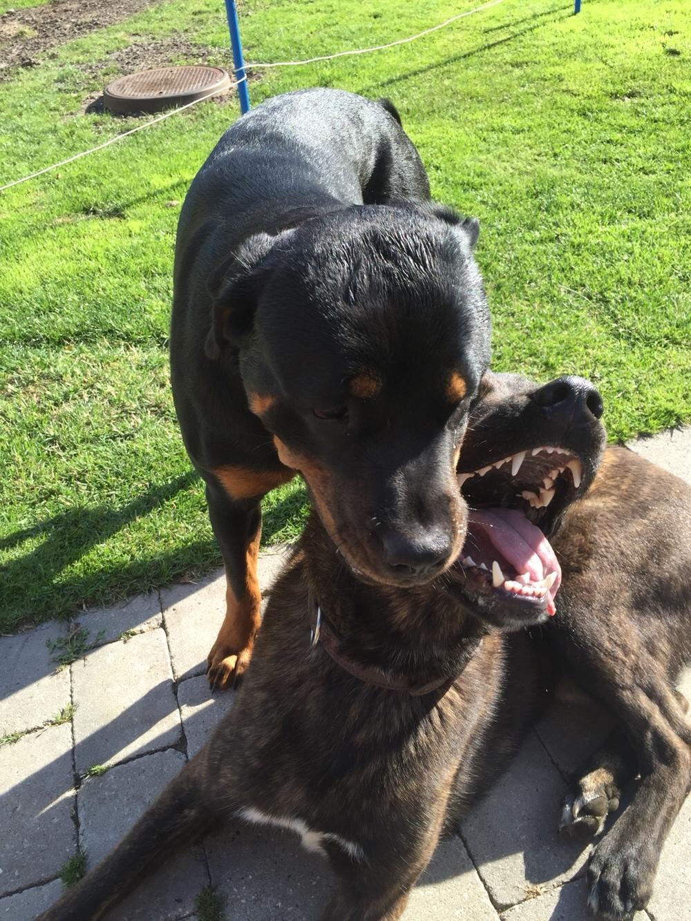 Rottweiler Malli billede 30