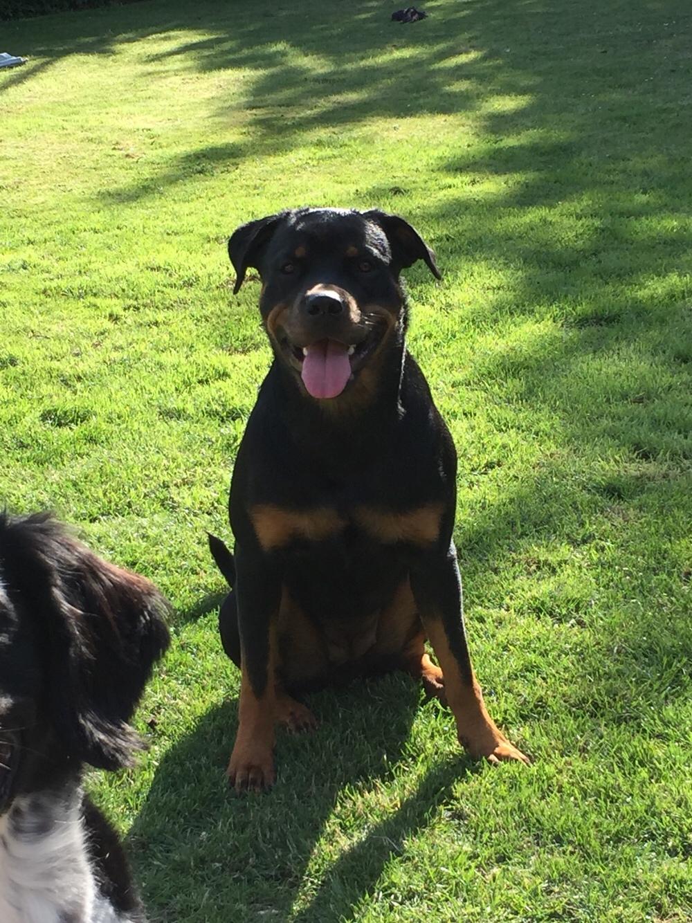Rottweiler Malli billede 31