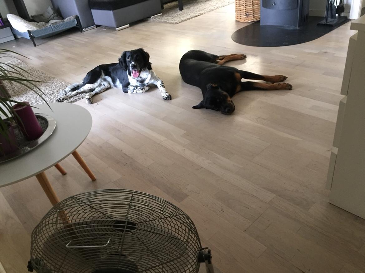 Rottweiler Malli billede 32