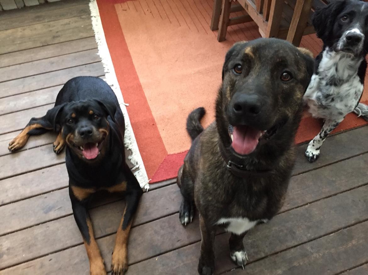 Rottweiler Malli billede 34